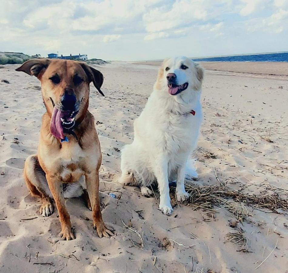 Dune Cottage Caister-on-Sea Esterno foto